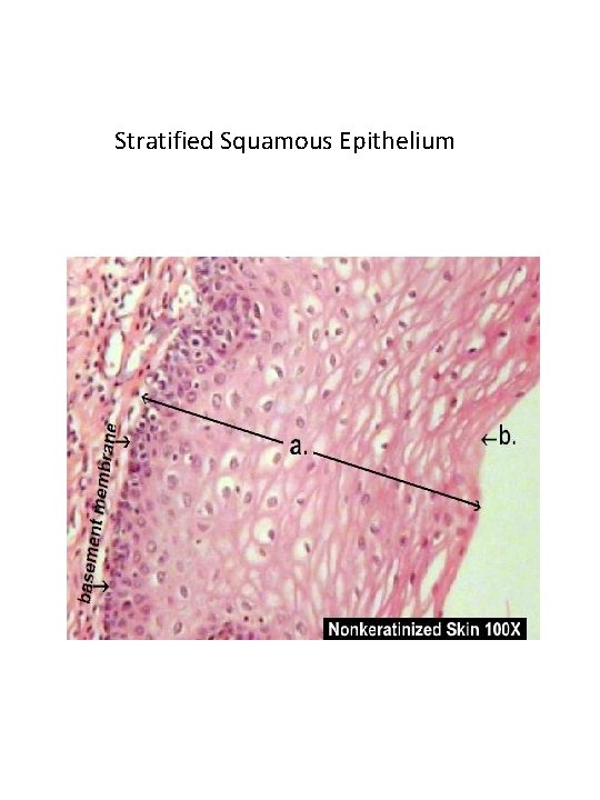 Stratified Squamous Epithelium 