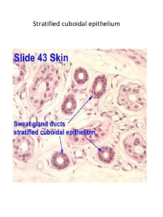 Stratified cuboidal epithelium Stratified cuboidal epithelium