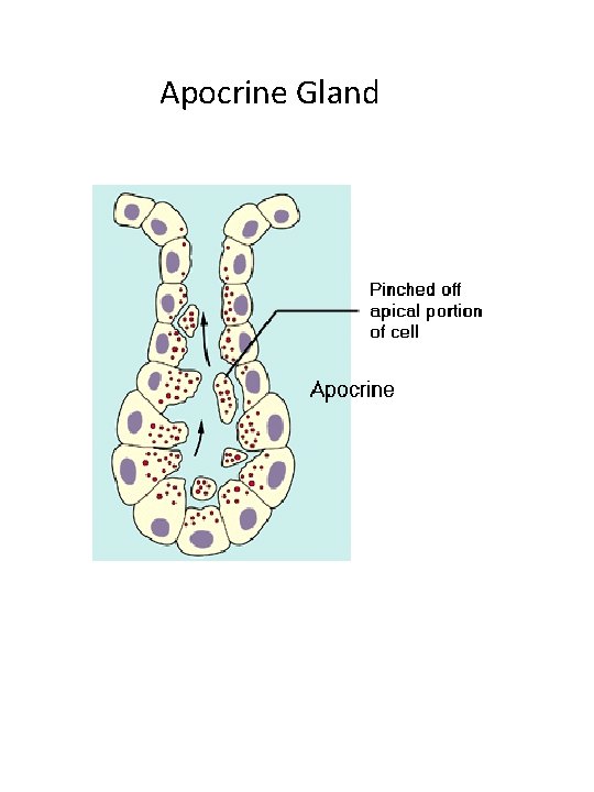 Apocrine Gland 