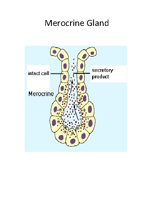 Merocrine Gland Merocrine Gland