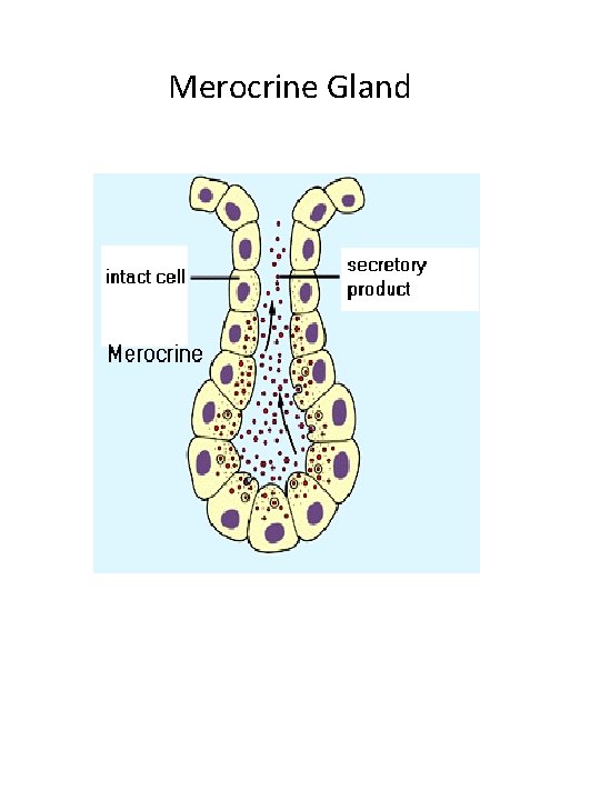 Merocrine Gland 