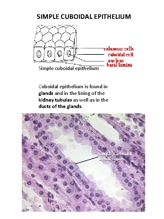 SIMPLE CUBOIDAL EPITHELIUM Simple cuboidal epithelium Cuboidal epithelium is found in glands and in