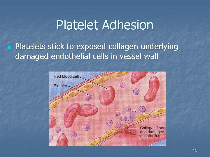 Platelet Adhesion n Platelets stick to exposed collagen underlying damaged endothelial cells in vessel