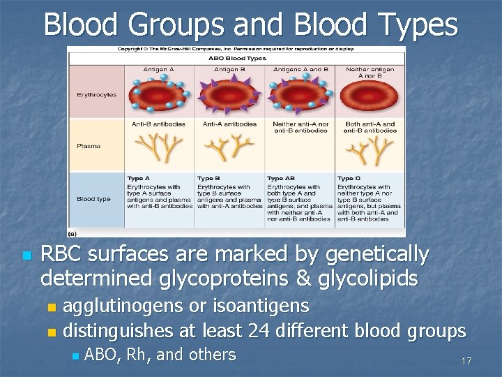 Blood Groups and Blood Types n RBC surfaces are marked by genetically determined glycoproteins