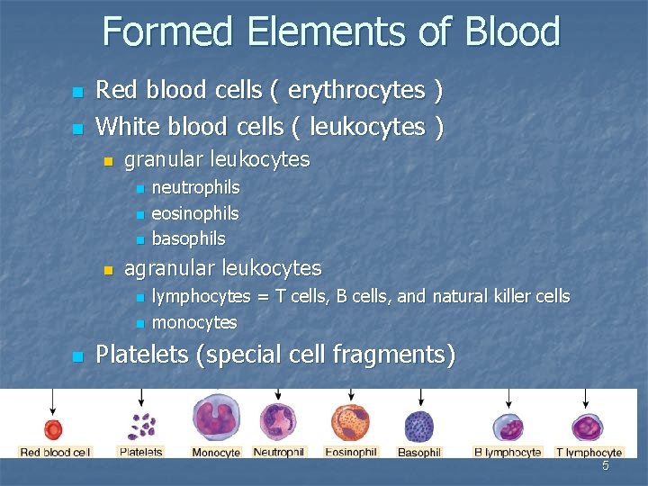 Formed Elements of Blood n n Red blood cells ( erythrocytes ) White blood