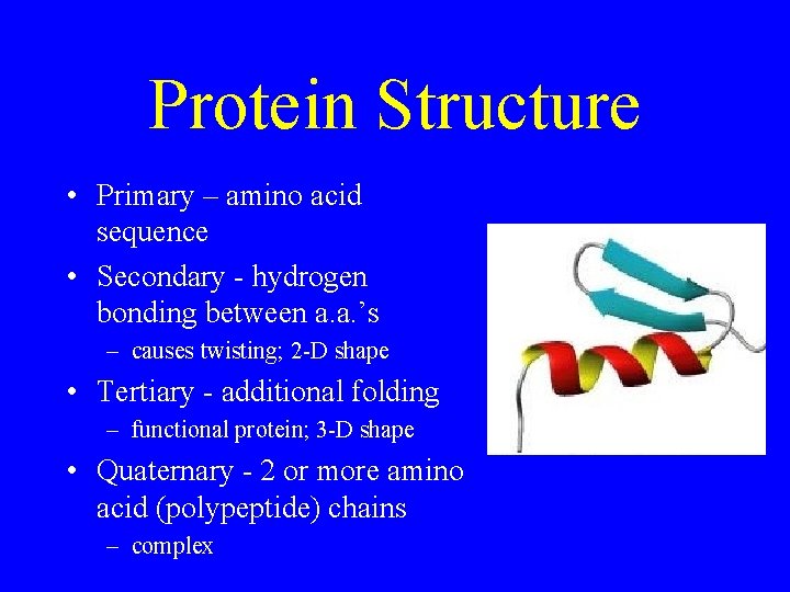 Protein Structure • Primary – amino acid sequence • Secondary - hydrogen bonding between