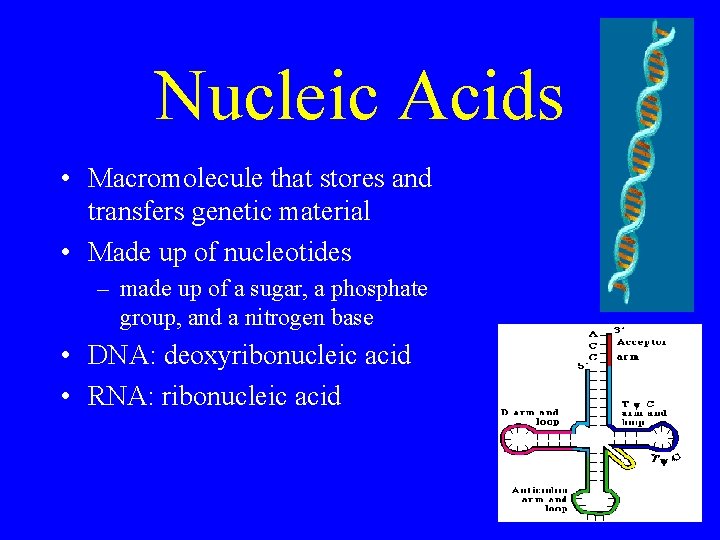 Nucleic Acids • Macromolecule that stores and transfers genetic material • Made up of
