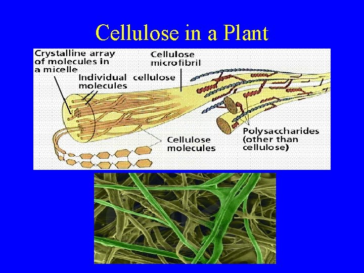 Cellulose in a Plant 