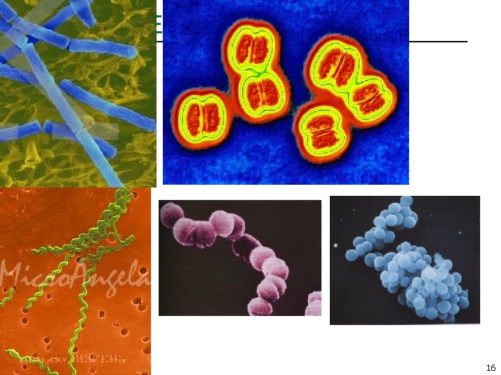 BACTERIA PICS 16 