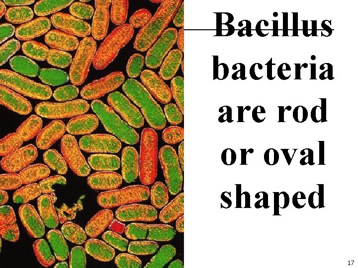 Bacillus bacteria are rod or oval shaped 17 