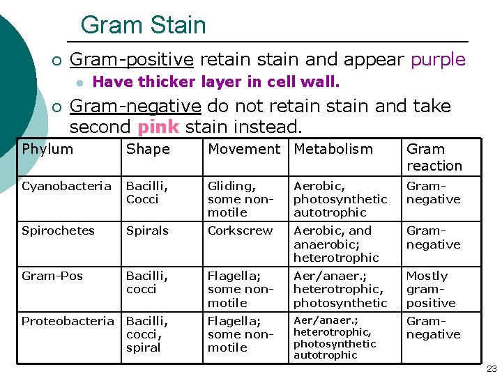 Gram Stain ¡ Gram-positive retain stain and appear purple l ¡ Have thicker layer