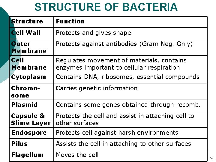 STRUCTURE OF BACTERIA Structure Function Cell Wall Protects and gives shape Outer Membrane Protects