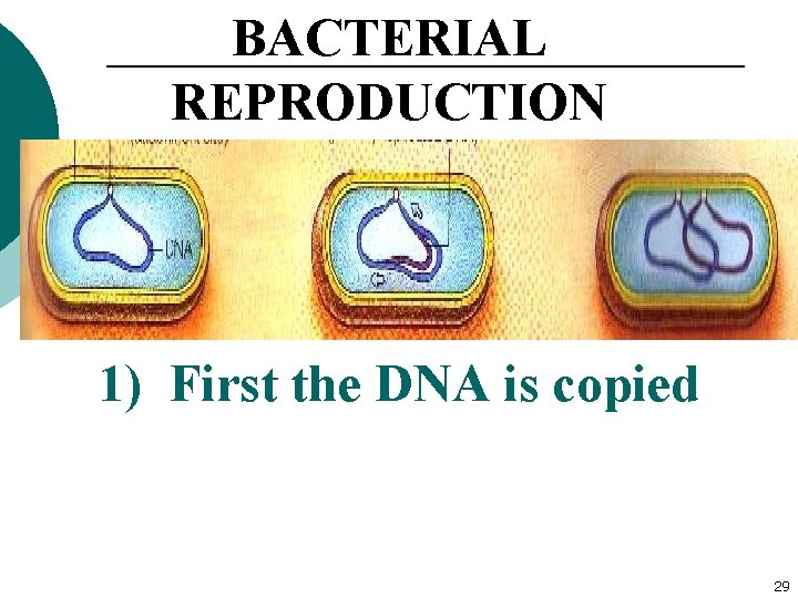 BACTERIAL REPRODUCTION 1) First the DNA is copied 29 