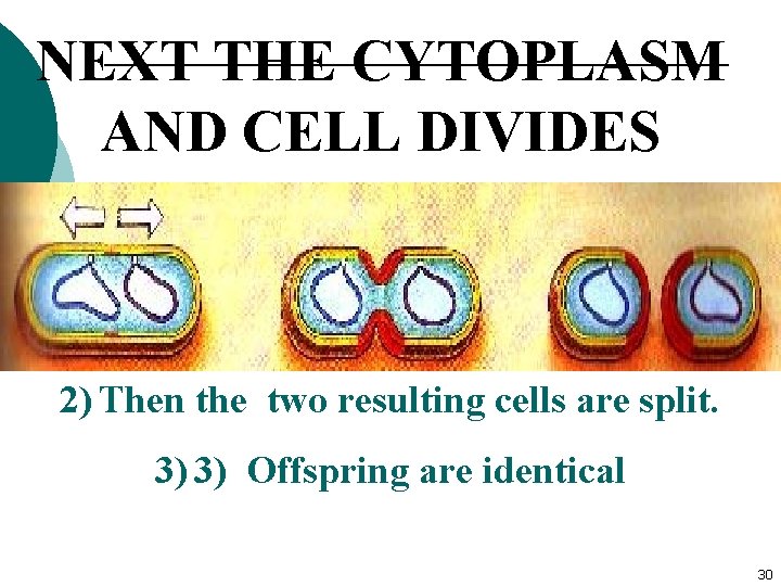NEXT THE CYTOPLASM AND CELL DIVIDES 2) Then the two resulting cells are split.