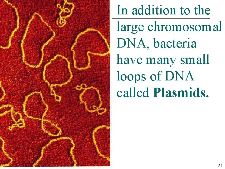 In addition to the large chromosomal DNA, bacteria have many small loops of DNA