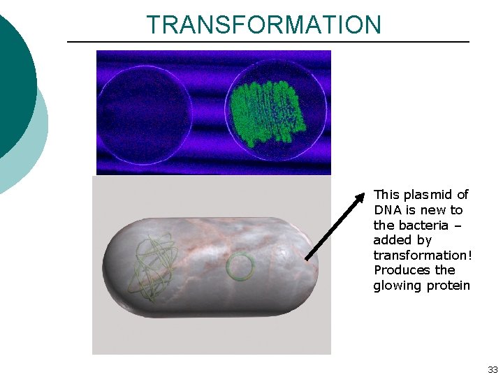 TRANSFORMATION This plasmid of DNA is new to the bacteria – added by transformation!