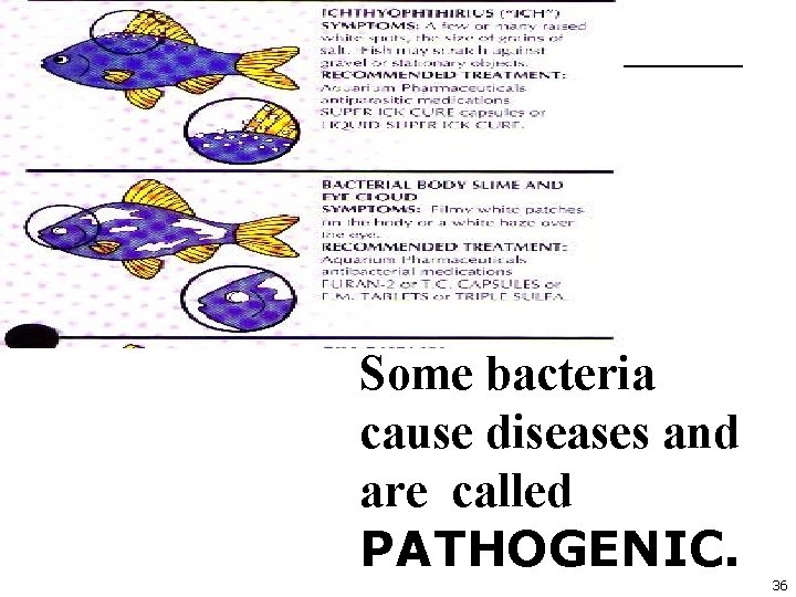 Some bacteria cause diseases and are called PATHOGENIC. 36 
