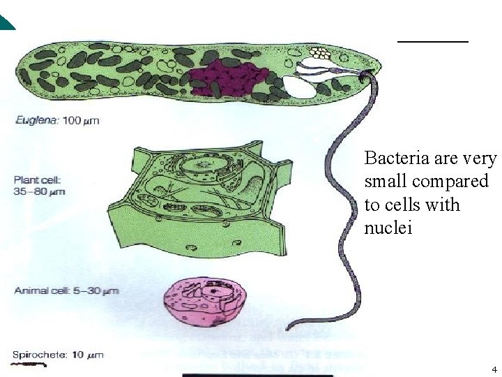 Bacteria are very small compared to cells with nuclei 4 