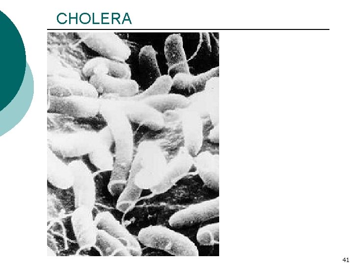 CHOLERA 41 