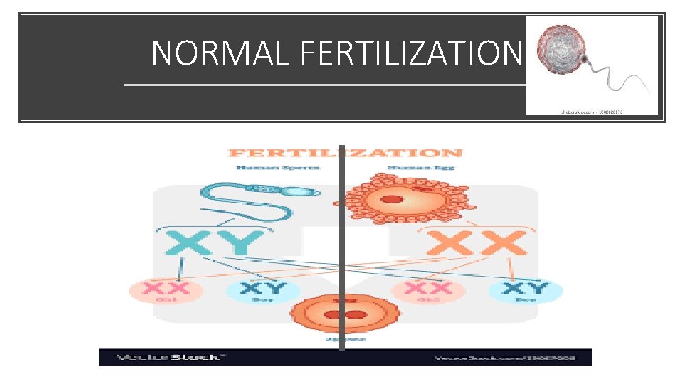 NORMAL FERTILIZATION 