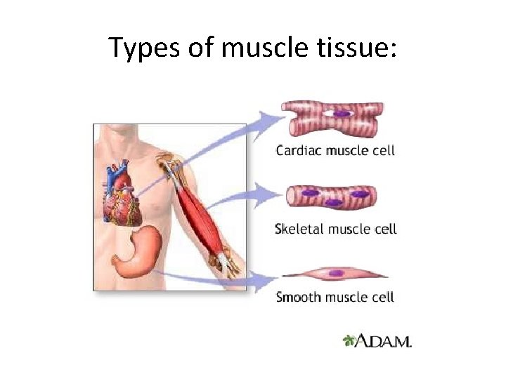 Types of muscle tissue: 