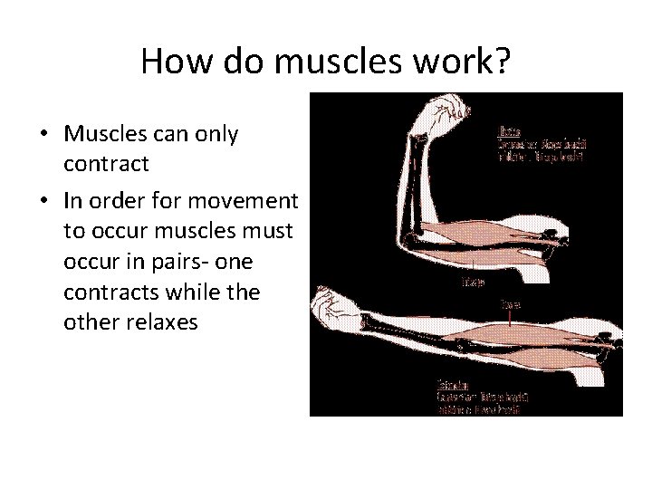 How do muscles work? • Muscles can only contract • In order for movement