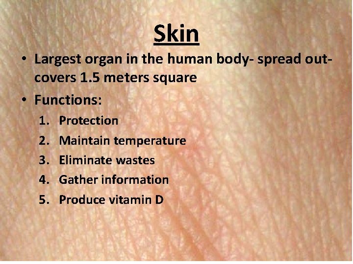 Skin • Largest organ in the human body- spread outcovers 1. 5 meters square