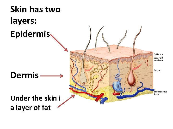 Skin has two layers: Epidermis Dermis Under the skin is a layer of fat