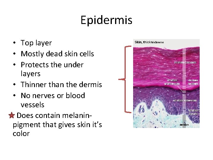 Epidermis • Top layer • Mostly dead skin cells • Protects the under layers