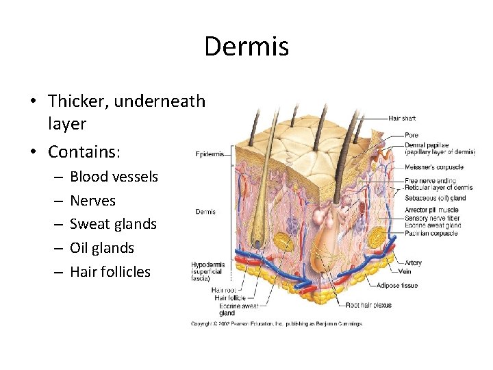 Dermis • Thicker, underneath layer • Contains: – – – Blood vessels Nerves Sweat