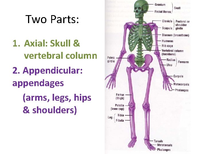 Two Parts: 1. Axial: Skull & vertebral column 2. Appendicular: appendages (arms, legs, hips