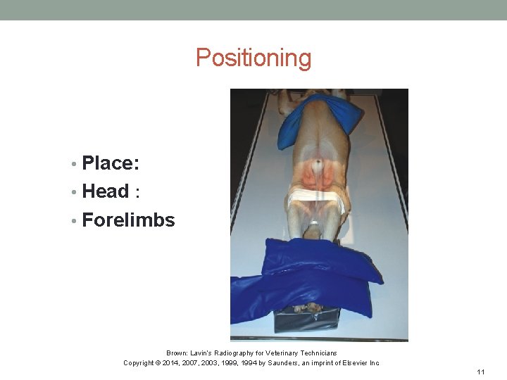Positioning • Place: • Head : • Forelimbs Brown: Lavin’s Radiography for Veterinary Technicians