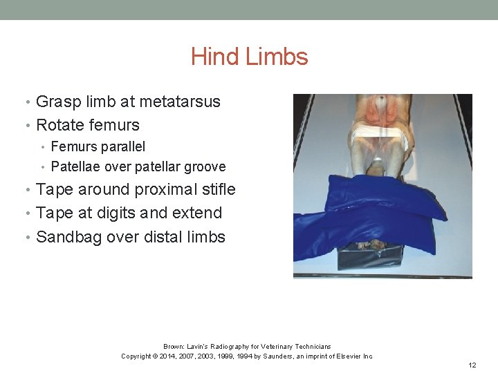 Hind Limbs • Grasp limb at metatarsus • Rotate femurs • Femurs parallel •