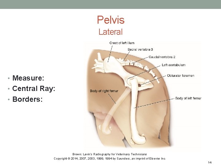 Pelvis Lateral • Measure: • Central Ray: • Borders: Brown: Lavin’s Radiography for Veterinary