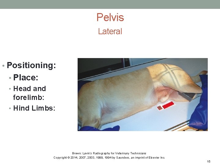 Pelvis Lateral • Positioning: • Place: • Head and forelimb: • Hind Limbs: Brown: