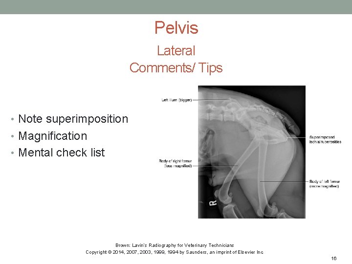 Pelvis Lateral Comments/ Tips • Note superimposition • Magnification • Mental check list Brown: