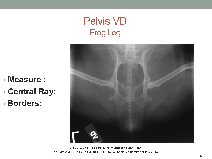 Pelvis VD Frog Leg • Measure : • Central Ray: • Borders: Brown: Lavin’s