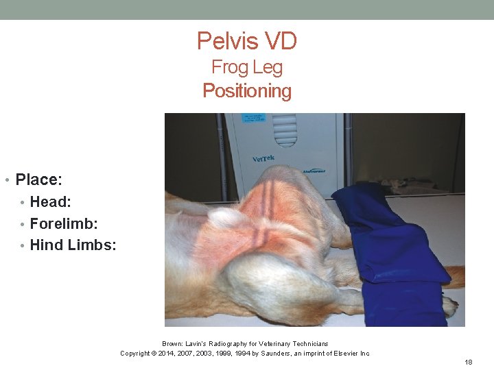 Pelvis VD Frog Leg Positioning • Place: • Head: • Forelimb: • Hind Limbs: