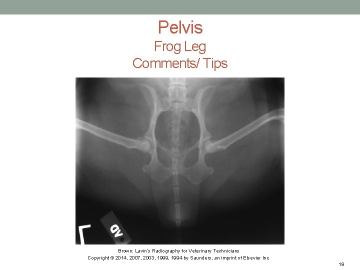 Pelvis Frog Leg Comments/ Tips Brown: Lavin’s Radiography for Veterinary Technicians Copyright © 2014,