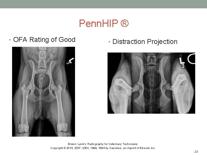 Penn. HIP ® • OFA Rating of Good • Distraction Projection Brown: Lavin’s Radiography