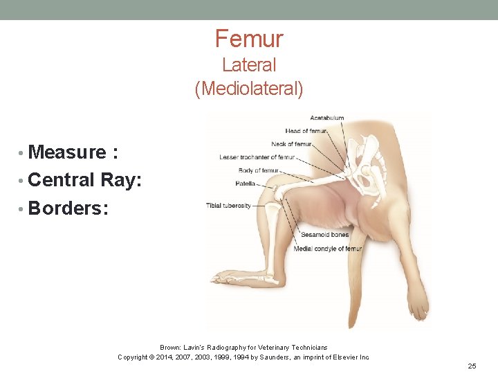 Femur Lateral (Mediolateral) • Measure : • Central Ray: • Borders: Brown: Lavin’s Radiography