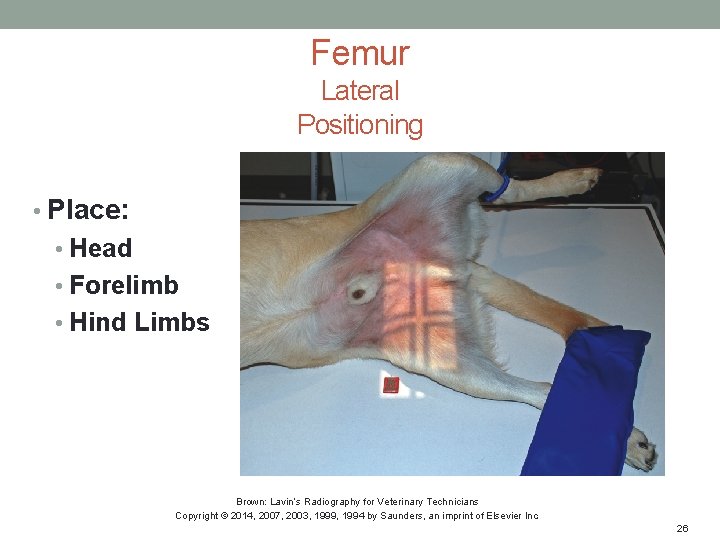 Femur Lateral Positioning • Place: • Head • Forelimb • Hind Limbs Brown: Lavin’s
