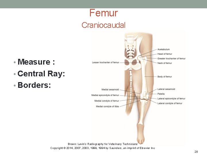 Femur Craniocaudal • Measure : • Central Ray: • Borders: Brown: Lavin’s Radiography for