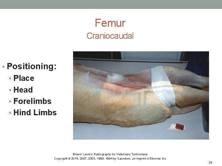 Femur Craniocaudal • Positioning: • Place • Head • Forelimbs • Hind Limbs Brown: