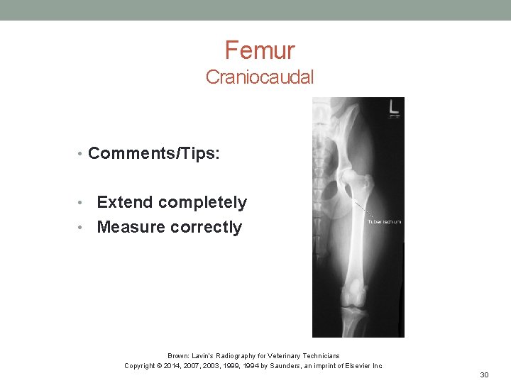 Femur Craniocaudal • Comments/Tips: • Extend completely • Measure correctly Brown: Lavin’s Radiography for