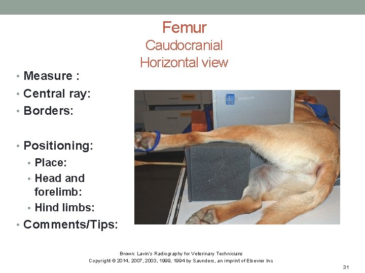 Femur Caudocranial Horizontal view • Measure : • Central ray: • Borders: • Positioning: