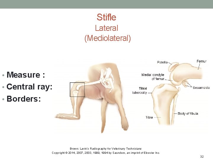 Stifle Lateral (Mediolateral) • Measure : • Central ray: • Borders: Brown: Lavin’s Radiography