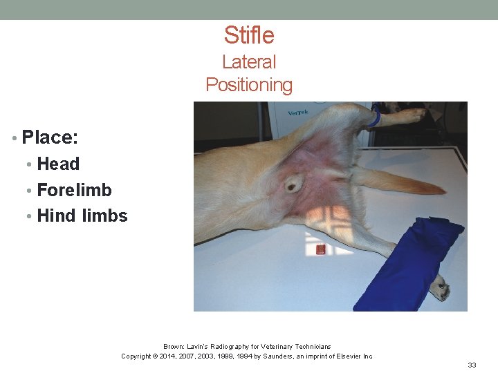 Stifle Lateral Positioning • Place: • Head • Forelimb • Hind limbs Brown: Lavin’s