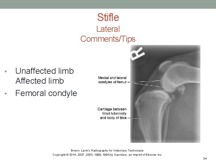 Stifle Lateral Comments/Tips Unaffected limb Affected limb • Femoral condyle • Brown: Lavin’s Radiography