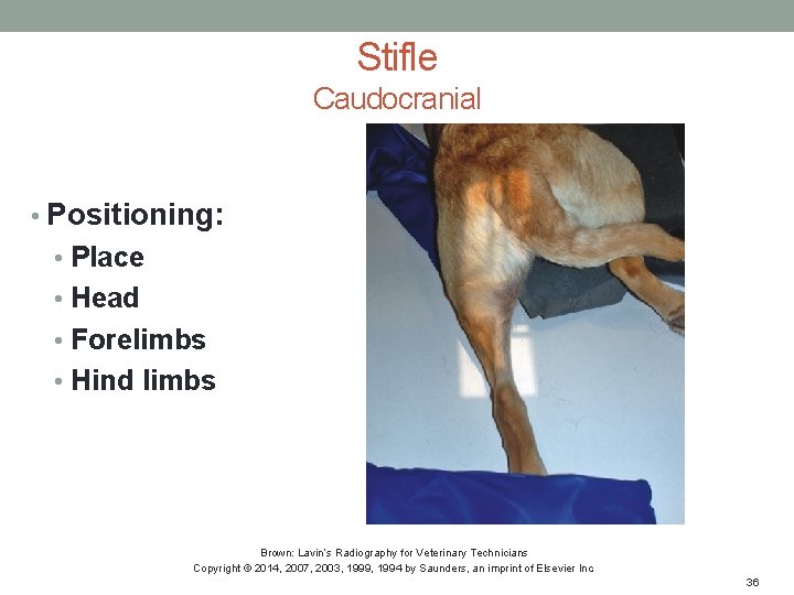 Stifle Caudocranial • Positioning: • Place • Head • Forelimbs • Hind limbs Brown: